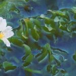 How to Control Brazilian Waterweed (Egeria densa)