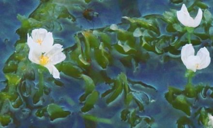 How to Control Brazilian Waterweed (Egeria densa)