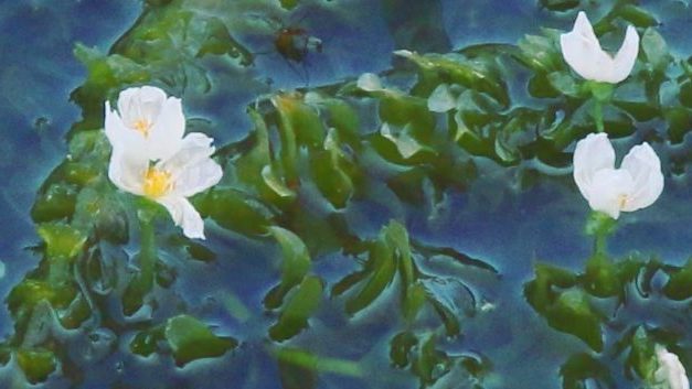 How to Control Brazilian Waterweed (Egeria densa)